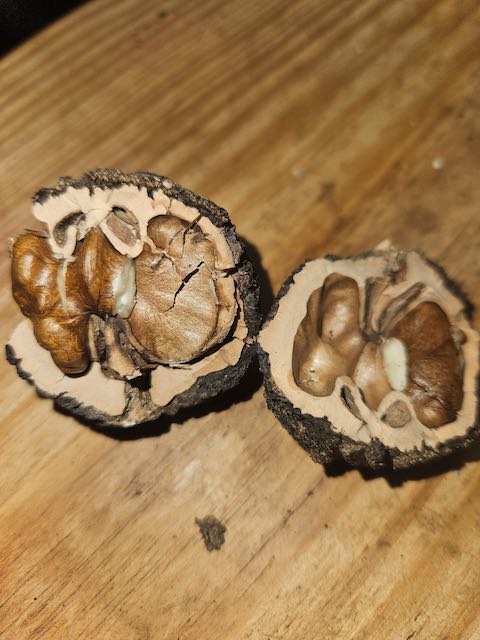 black walnut interior