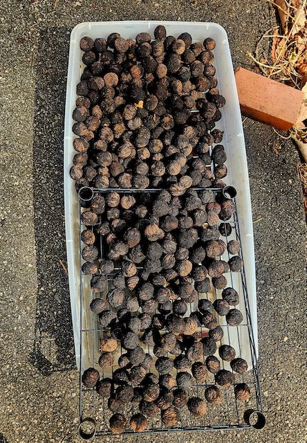 Undaunted! Cracking 600+ Black Walnuts